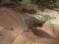 Buff-banded Rail Gallirallus philippensis