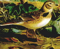 Calandra Lark