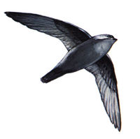 Chimney Swift