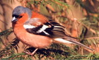 Male Chaffinch, Fringilla coelebs