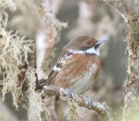 Female Volcano 'Elepaio(Chasiempis sandwichensis ridgwayi)