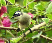 Light-vented Bulbul, Pycnonotus sinensis