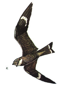 Common Nighthawk, Chordeiles minor