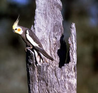 A wild cockatiel