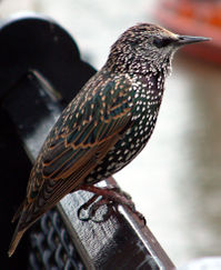 European Starling