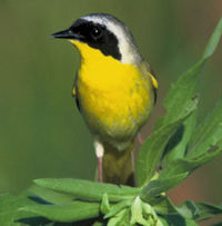 Common YellowthroatGeolyphis trichas