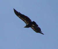 California Condor in high speed flight - note tip feathers faired to reduce drag.