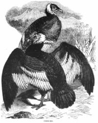 Andean Condors, depicted in the 1851 Illustrated London Reading Book