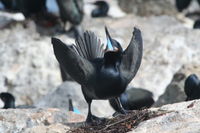 Brandt's Cormorant, Phalacrocorax penicillatus