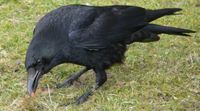 Carrion Crow