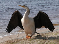 Female Oriental Darter