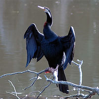 Male Oriental Darter