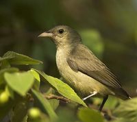 Pale-billed or Tickell's Flowerpecker