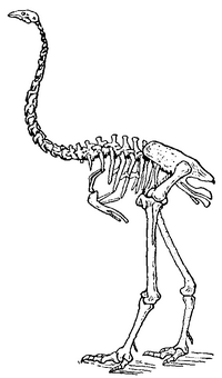 Dinornis maximus from The New Gresham Encyclopedia