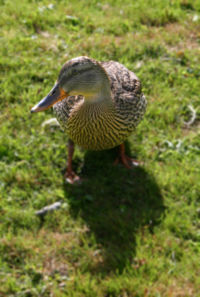 A Mallard duck