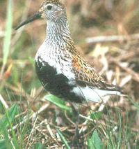 Dunlin (Calidris alpina).