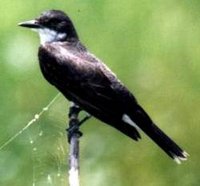 Eastern Kingbird