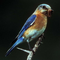 Eastern Bluebird