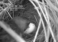 Brown-headed Cowbird eating another bird's egg