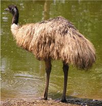 Emu