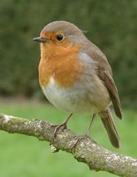 European Robin