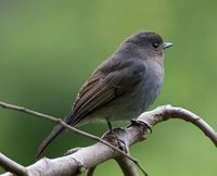 Nilgiri Flycatcher, Eumyias albicaudata