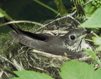 Gray-cheeked Thrush