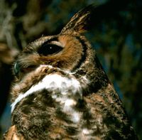 Great Horned Owl