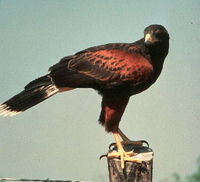 Harris Hawk