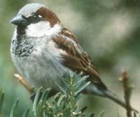 House Sparrow