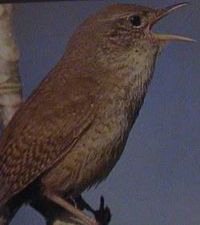 House Wren