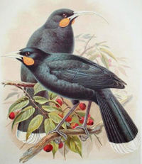 Huia (Heteralocha acutirostris)