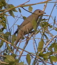 Female Hypocolius on the tooth brush tree (Salvadora Persica)