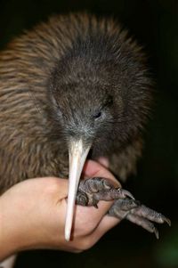 North Island Brown Kiwi