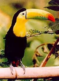 Keel-billed Toucan