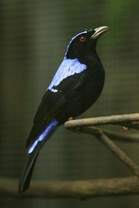 Asian Fairy-bluebird