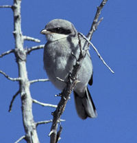 Loggerhead Shrike