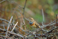 Bluethroat (Luscinia svecica)