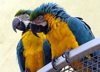 Blue and Gold Macaws