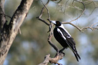 Gymnorhina tibicen - Australian Magpie.