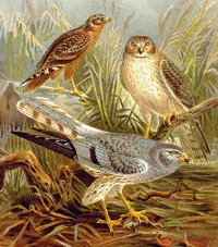 Montagu's Harrier