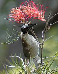 Noisy Friarbird, Philemon corniculatus