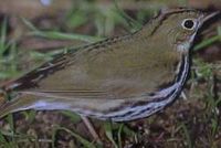 Ovenbird