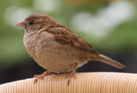 House Sparrow(Passer domesticus)