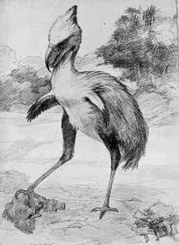 Drawing of Phorusrhacos longissimus, a phorusrhacoid, by Charles R. Knight