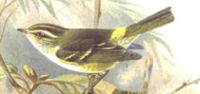 Pallas's Warbler