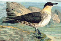 Pomarine Skua