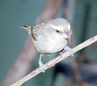 Maui Parrotbill, Pseudonestor xanthophrys