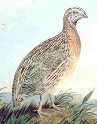 Common Quail