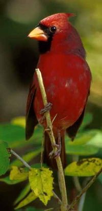 Male Northern Cardinal